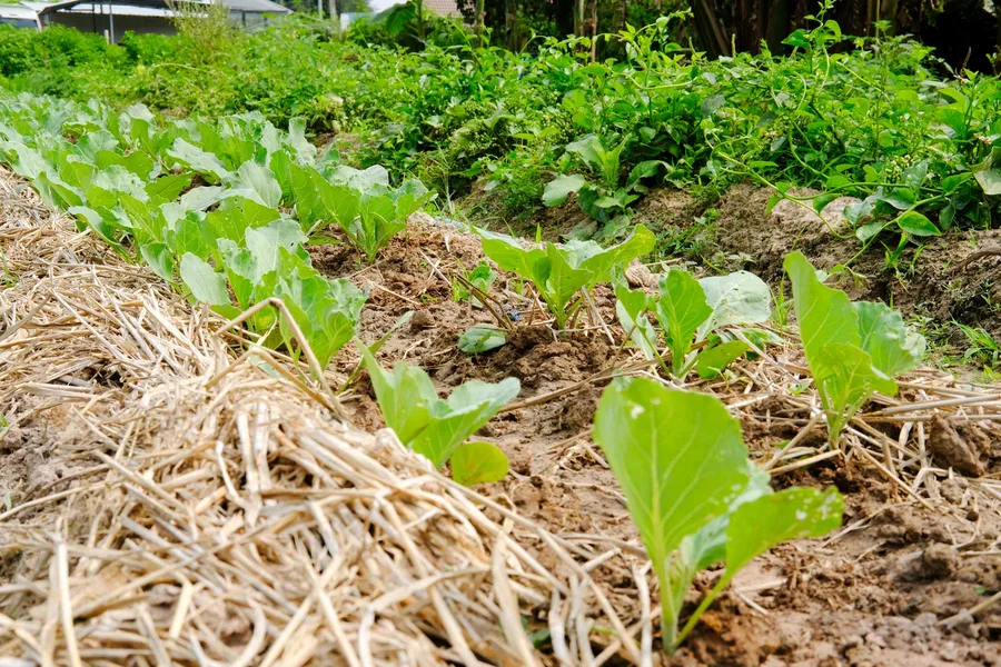New Hampshire farms supplying Republic Brewing Company